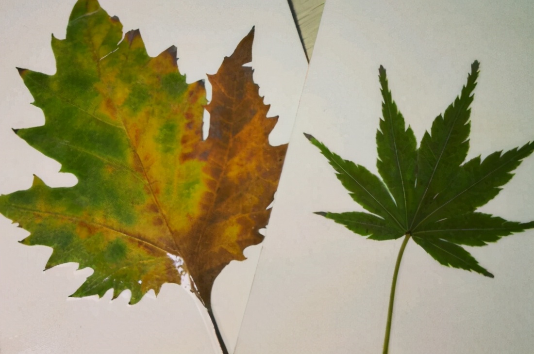 标本制作植物树叶,植物标本塑封制作方法