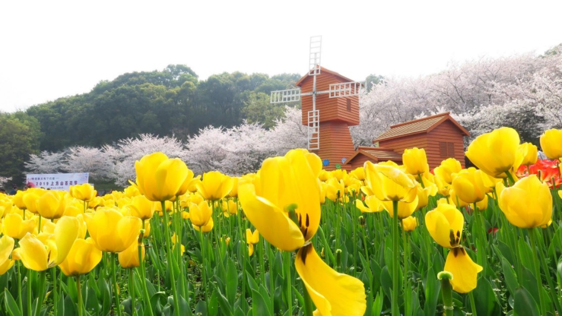 苏州上方山森林公园景点介绍,苏州市上方山森林公园攻略