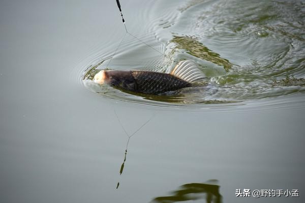 拉饵到不了底怎么办,拉饵容易裂开怎么办