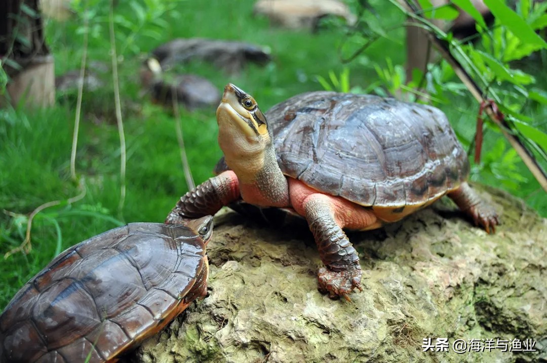杨村金钱龟养殖基地,惠州李艺金钱龟生态园生意好吗