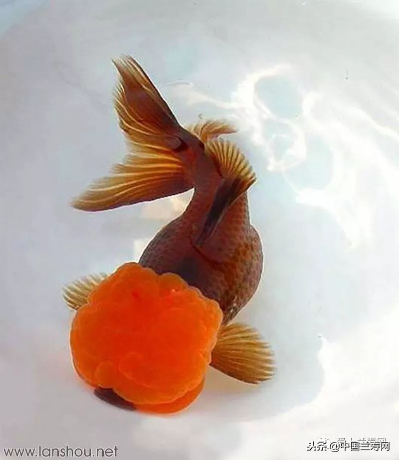 十大最稀有的金鱼品种,比较大的金鱼品种有哪些