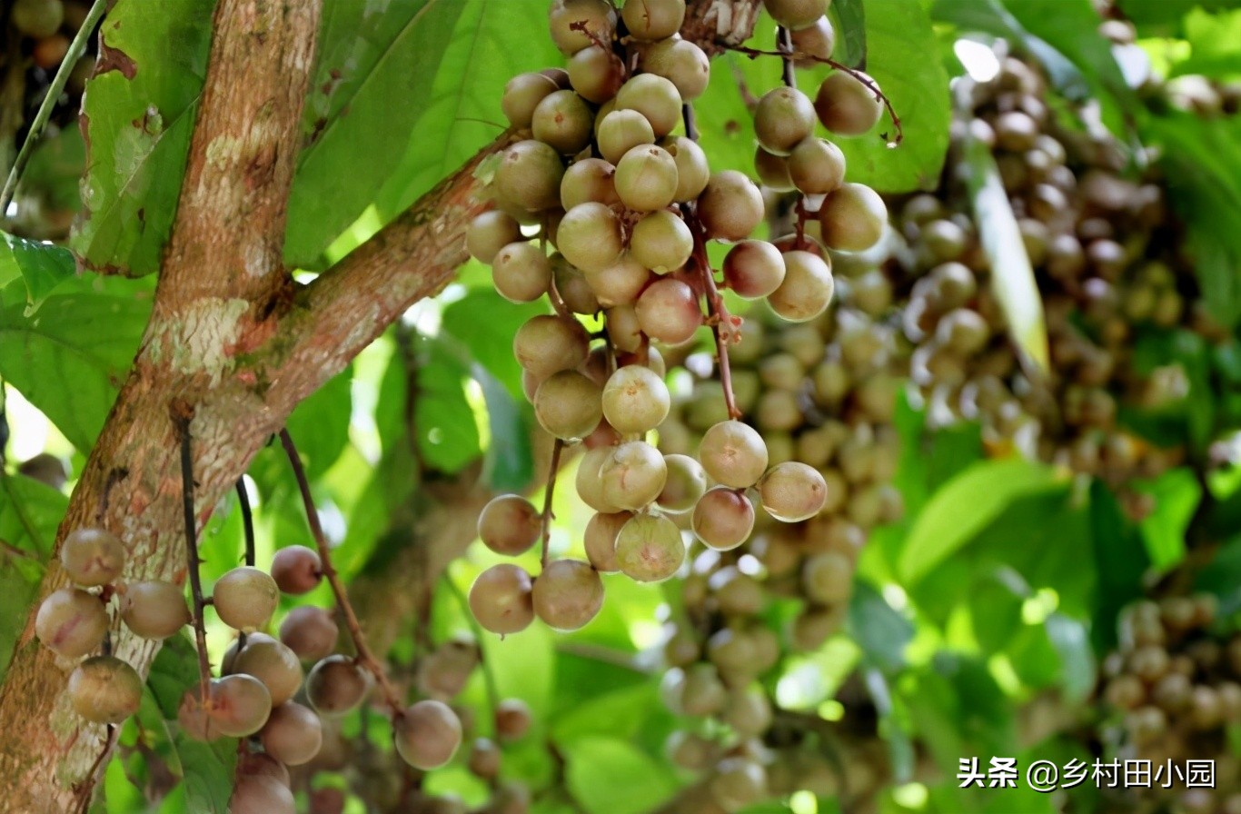 外表像桔子里面是水是什么水果,外表像芒果的零食