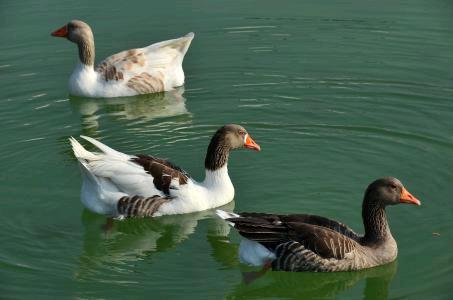 农村养殖创业的忠告,在农村养殖创业5年收入