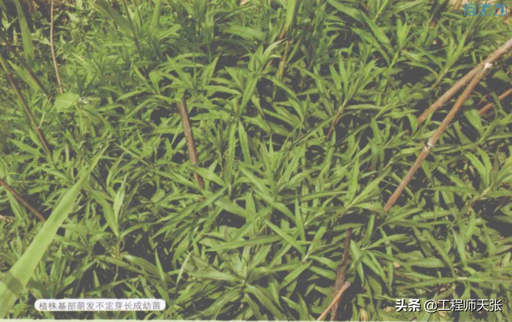 加拿大一枝黄花霸王花,加拿大一枝黄花怎么入侵了