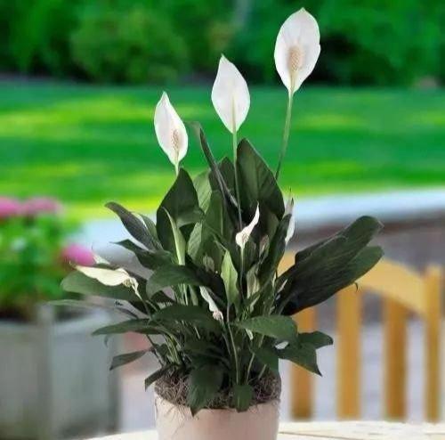 4种花夏天不要多浇水一浇就烂根,这5种花特别耐涝越浇水越会爆盆