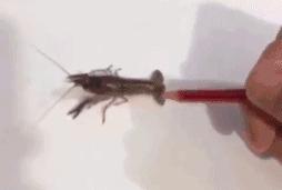 逼真的3d绘画从侧面看什么样子,极其逼真的3d绘画