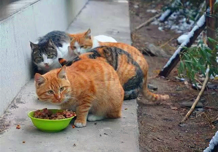 救助流浪猫怎么防止被猫抓,救助流浪小猫怎么喂奶