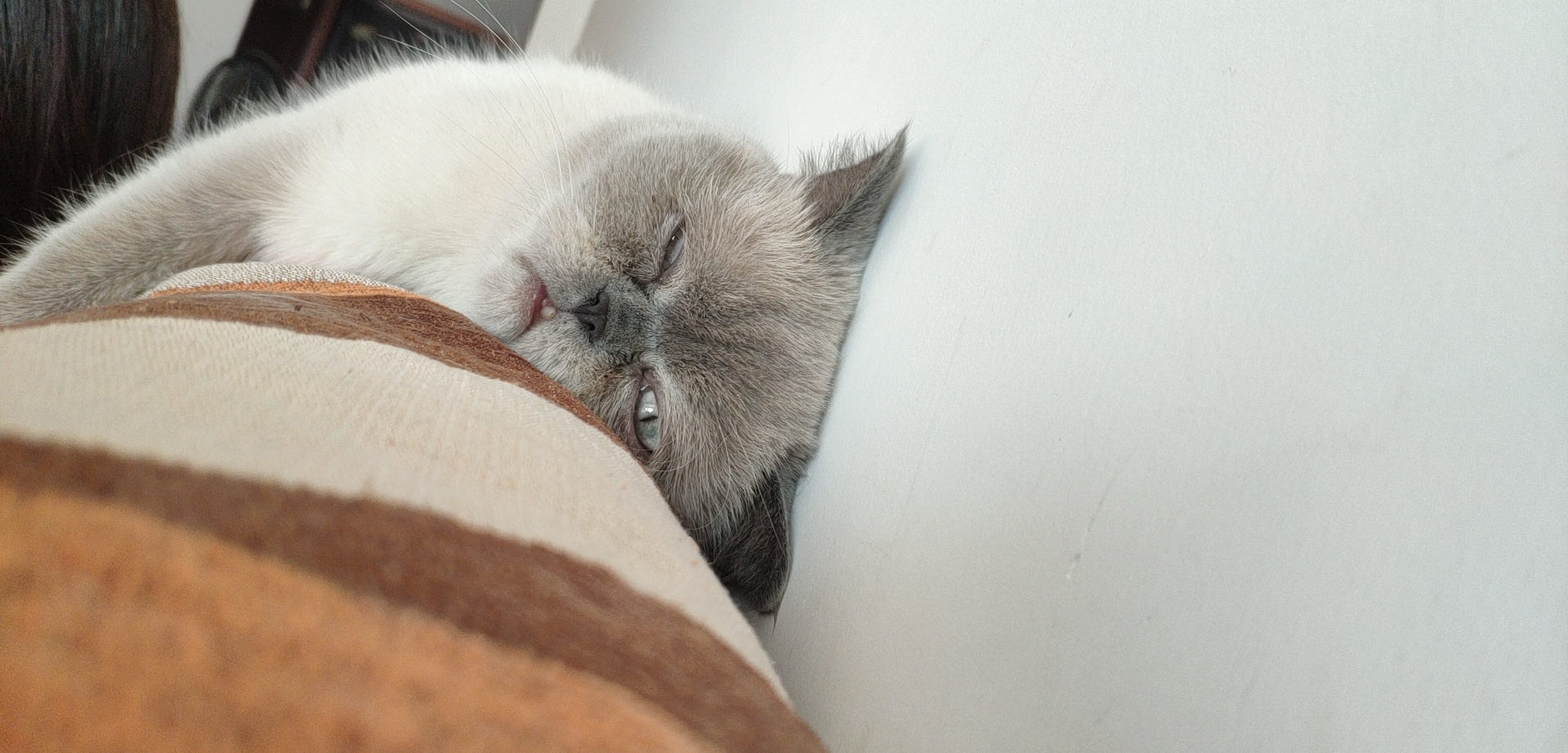 一只困到睁不开眼的喵星人,喵星人一天的真实生活