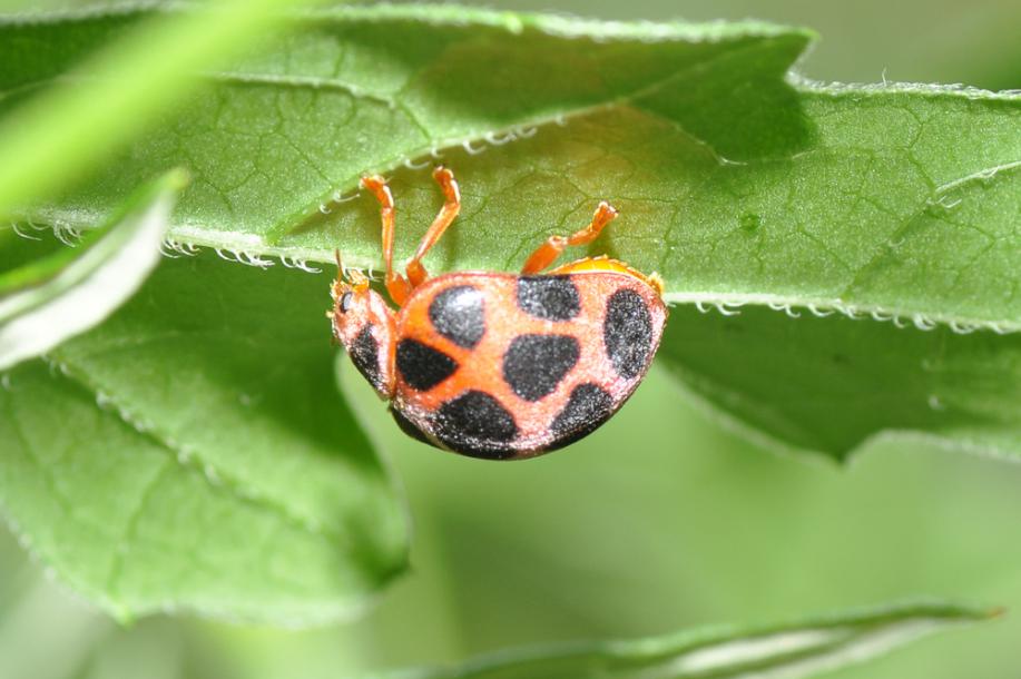 吃肉的瓢虫是农夫的好帮手，别再将它们一网杀尽啦！