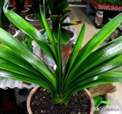 夏季给君子兰浇水的正确方法,夏天养护君子兰浇什么水最正确的