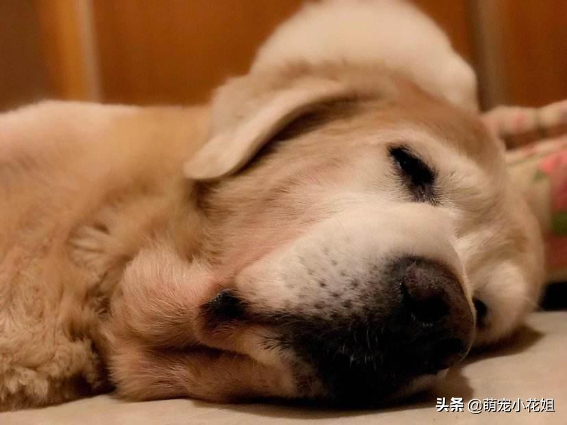 金毛生病被主人抛弃,金毛生病了要怎么治疗