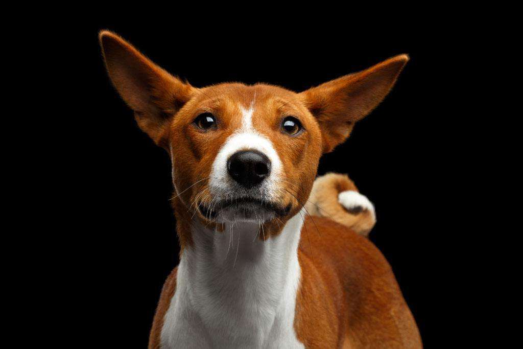 最适合中国人养的十种狗,全世界常见的70种狗