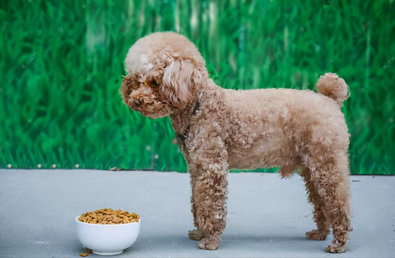 贵宾犬的优点与缺点是什么,贵宾犬串串的缺点和优点