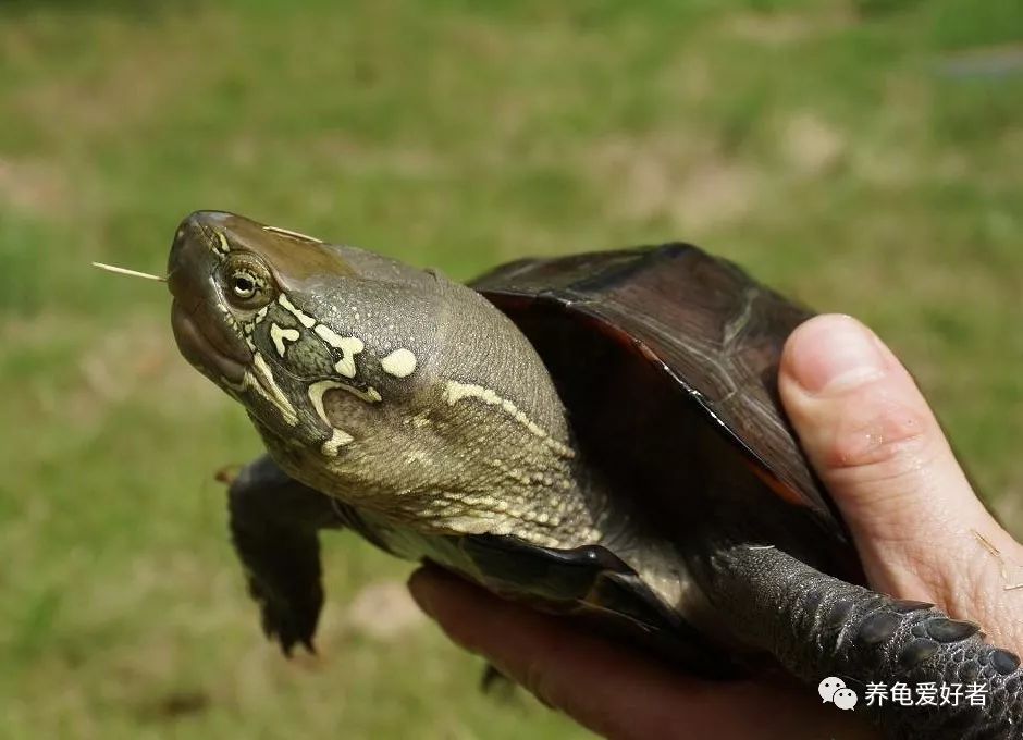 龟喜欢呆在什么样的环境里,白色环境和黑色环境养出来的龟