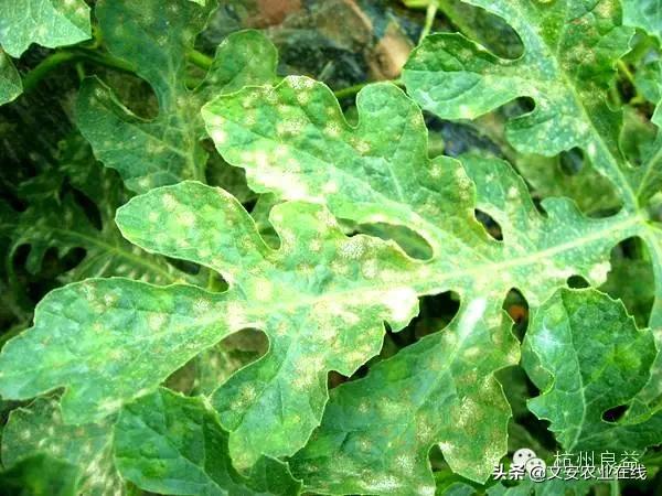 西瓜病虫害防治方法,盆栽西瓜怎么预防虫害