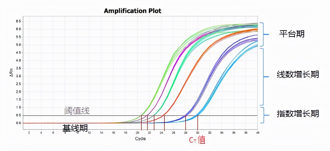 qpcr一点曲线都没有,qpcr循环数不一样怎么办