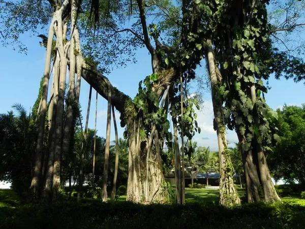 来西双版纳必去的10个地方,来西双版纳必玩的地方