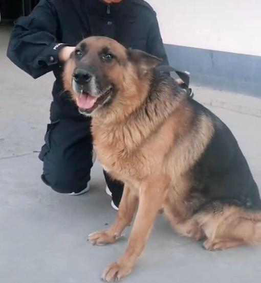 深圳警犬基地能领养警犬吗,警犬领养退役警犬价格一览表