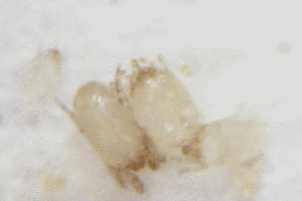 日本发明了洗澡按摩器,日本变态护颈神器