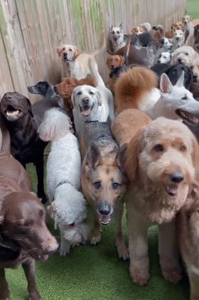 我家狗子被日托所开除了，哈哈哈哈哈笑喷了