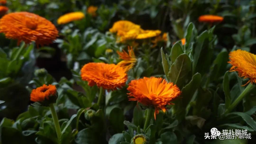 聊城最便宜的花卉批发,聊城附近的花卉市场