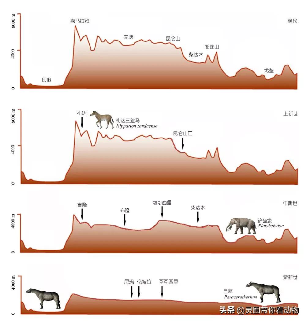 斑鳖即将灭绝人工克隆,全球仅剩3只斑鳖