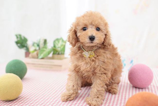 贵宾犬拉肚子,贵宾犬吃花生拉肚子