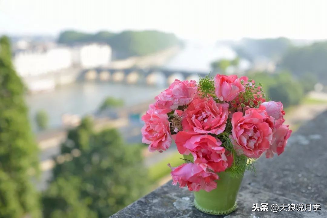 最好看的多种月季,浪漫迷人的月季