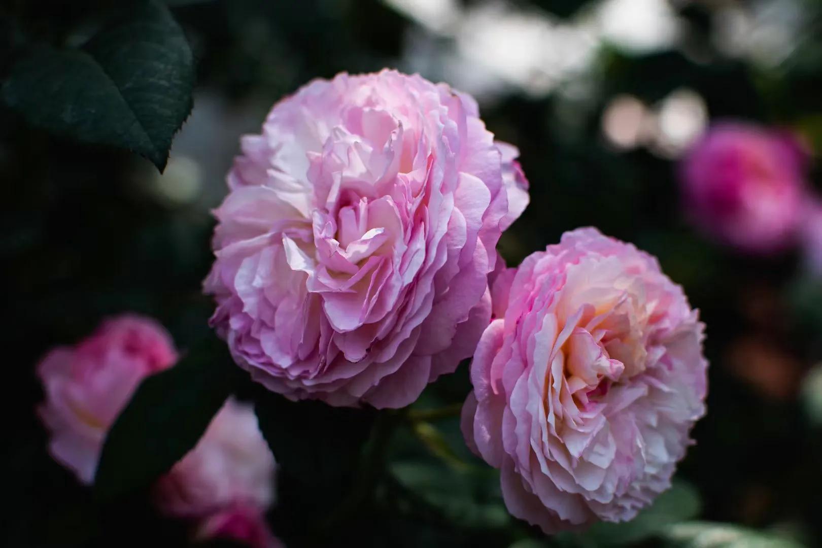 春天的花开得正好拍摄技巧,尼康35-1.8g半画幅人像样片