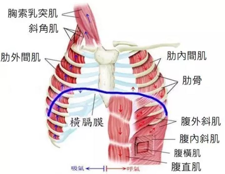 跑步岔气一直疼怎么办,跑步岔气疼是什么原因
