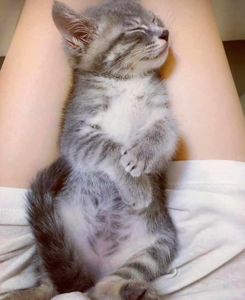 哪种田园猫最值得养,很多人对中华田园犬有些误解