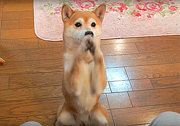 柴犬作揖是为啥,柴犬表示认错