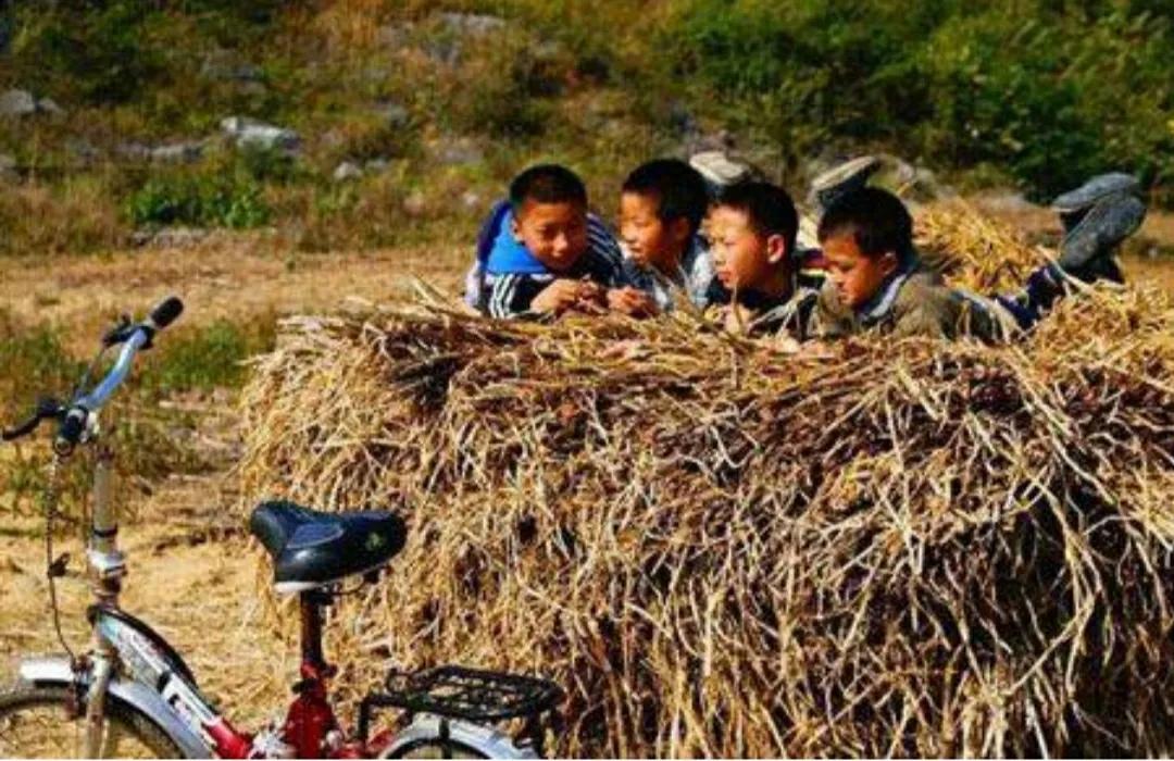 迟子建的亲亲土豆表达什么情感,亲亲土豆语言特点