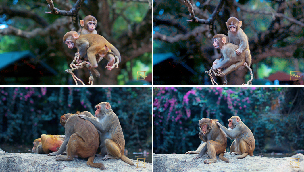 陵水猴岛与呆呆岛之旅,三亚猴岛呆呆岛有必要去吗