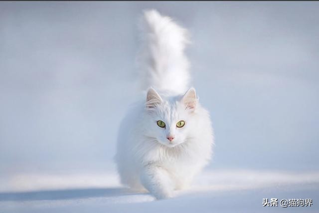 猫咪鼻子热是不是生病了,猫咪鼻子干是正常还是生病了