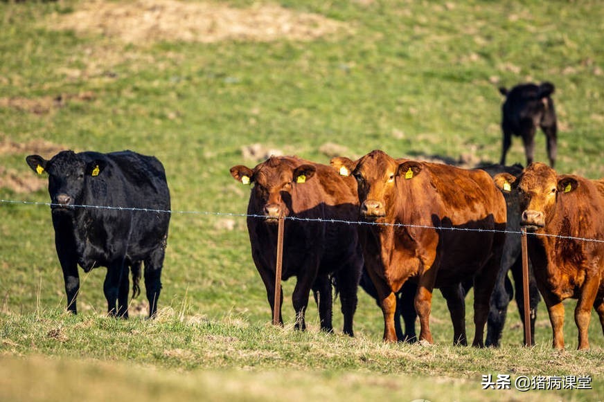 牛结节性皮肤病疫苗注射方式,牛结节性皮肤病接种方法