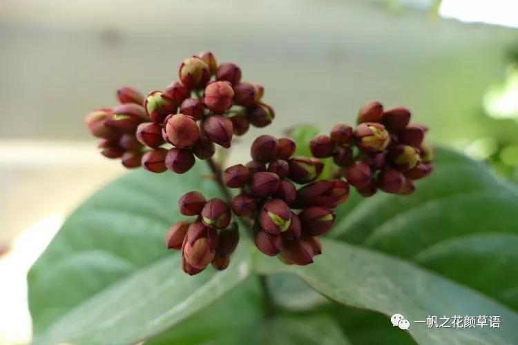 美丽赪桐(Clerodendrumspeciosissimum)