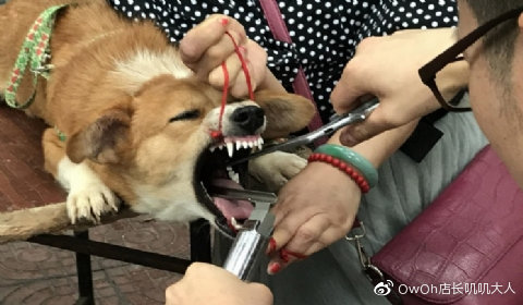 宠物的残忍手术,宠物医院对宠物残忍的手术