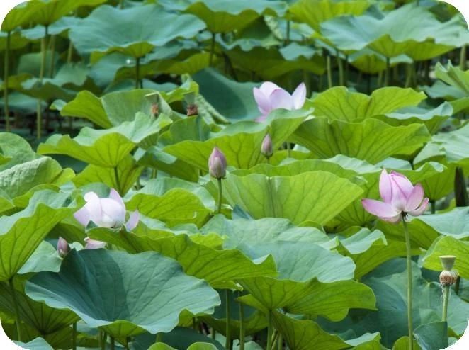 庄稼收成不好怎么办,庄稼常年收成不好