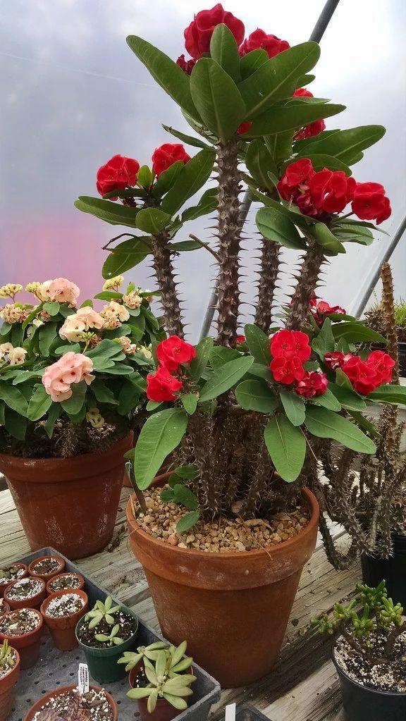 22种花耐旱耐热,天冷种花要注意什么