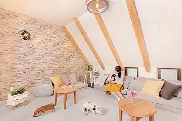 猫咪必去的咖啡馆 (猫咪咖啡厅有什么)