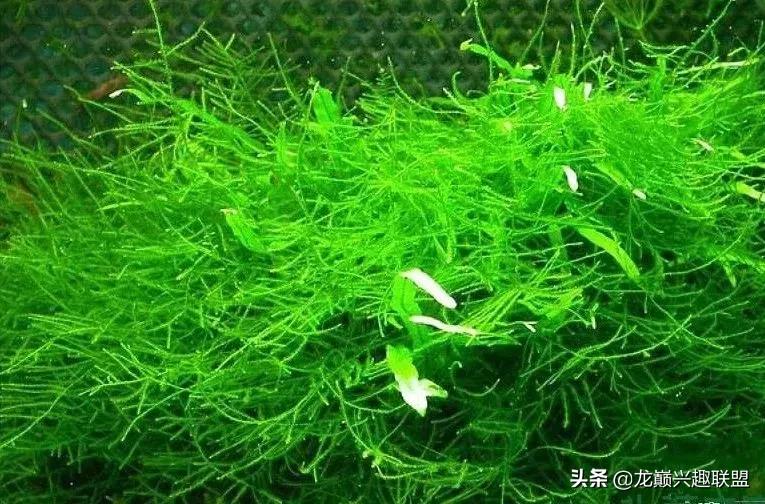 沉木绑扎什么莫斯好,珊瑚莫斯怎么绑扎