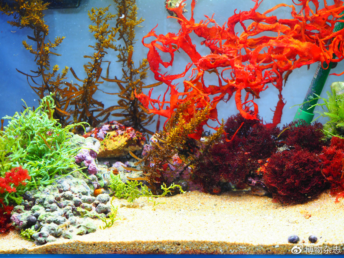 迷你小鱼缸底滤缸制作教程,小鱼缸雨林缸制作全过程