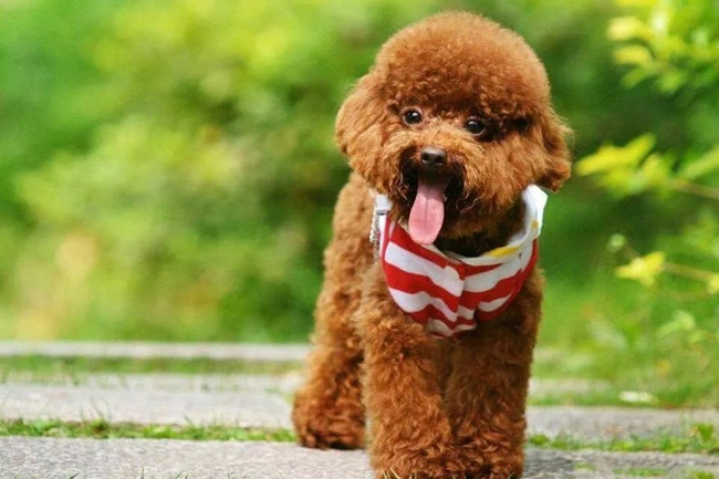 泰迪犬呕吐是什么原因,泰迪犬一直呕吐怎么办