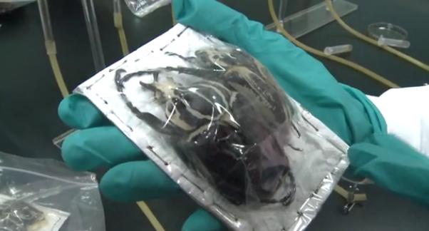 海关截获甲虫怎么处理,海关包裹虫查获