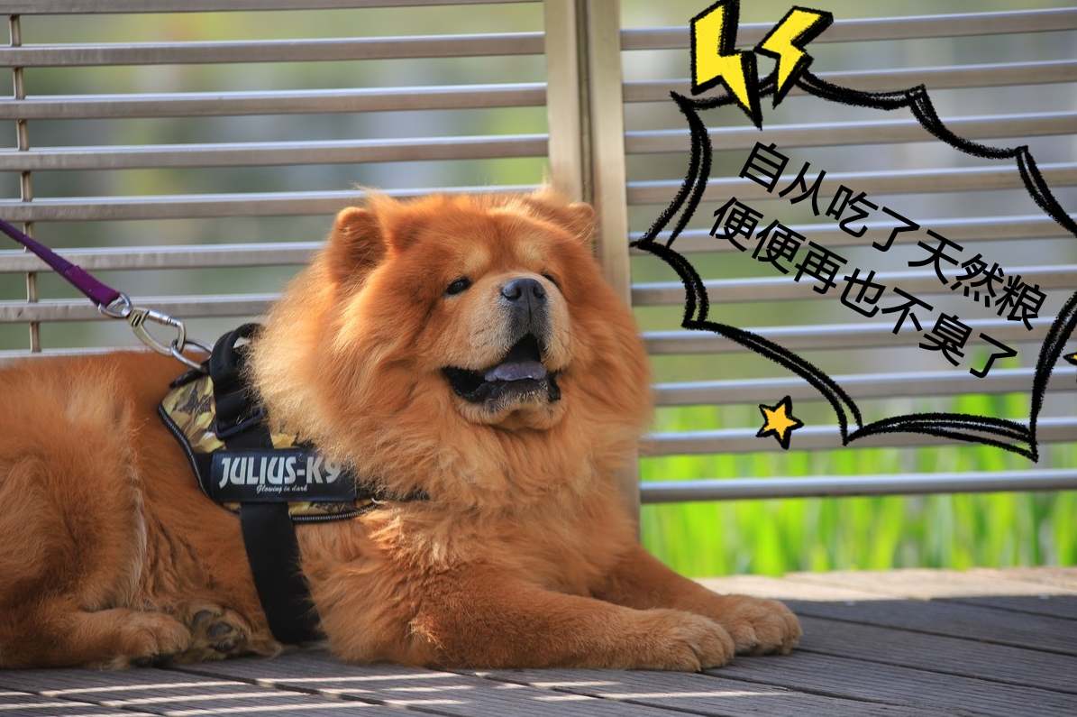 如何纠正狗狗在家随地大小便,3-7天解决狗狗随地大小便