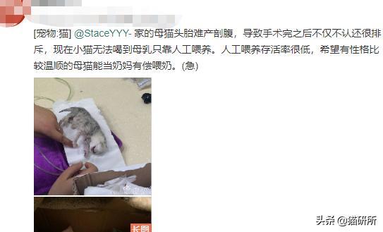 猫咪难产有什么办法解决,猫咪难产有什么方法解决