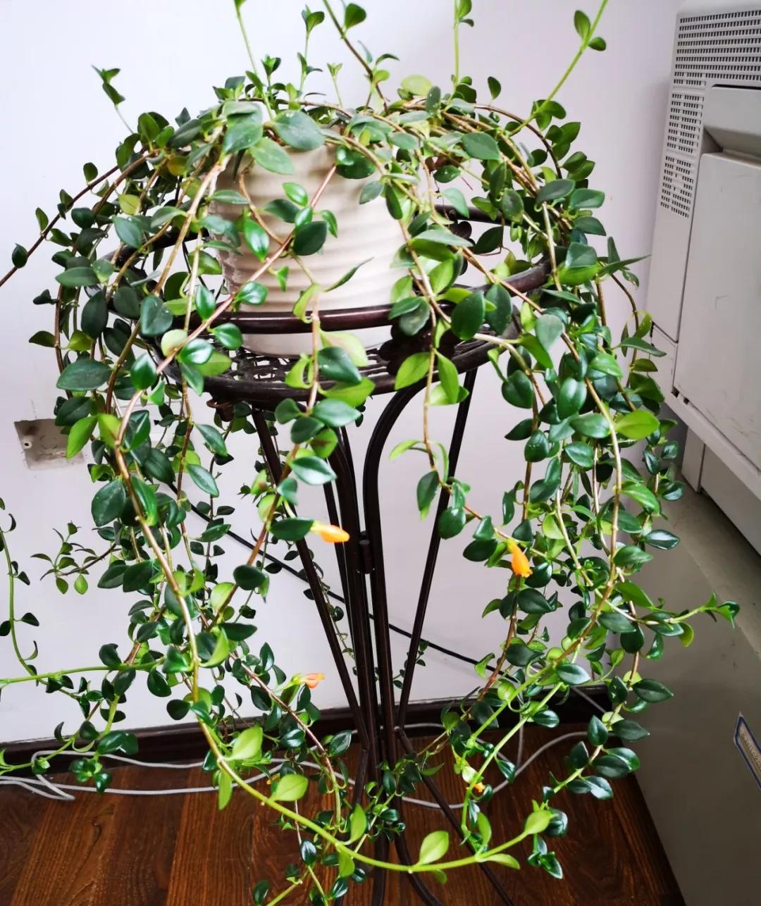 什么花最好养最耐阴,什么花最好种又耐阴