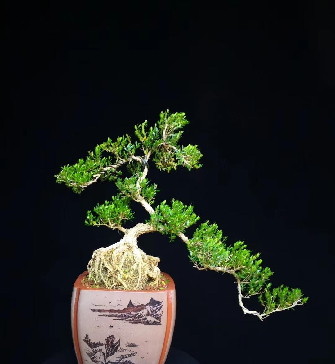 黄杨盆景的造型技巧,黄杨极品盆景制作视频