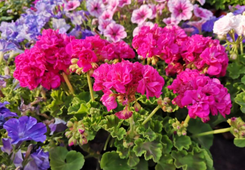 天竺竹为什么夏天不开花,天竺兰只长叶不开花怎么办